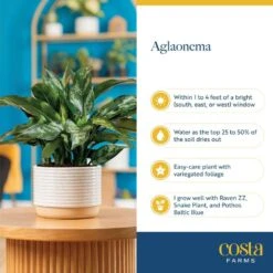 Aglaonema Creta Indoor Plant In 6 In. Grower Pot, Avg. Shipping Height 1-2 Ft. Tall 15 Aglaonema Creta Indoor Plant In 6 In. Grower Pot, Avg. Shipping Height 1-2 Ft. Tall -Home plant costa farms house plants m sav g pot 01 fa 1000