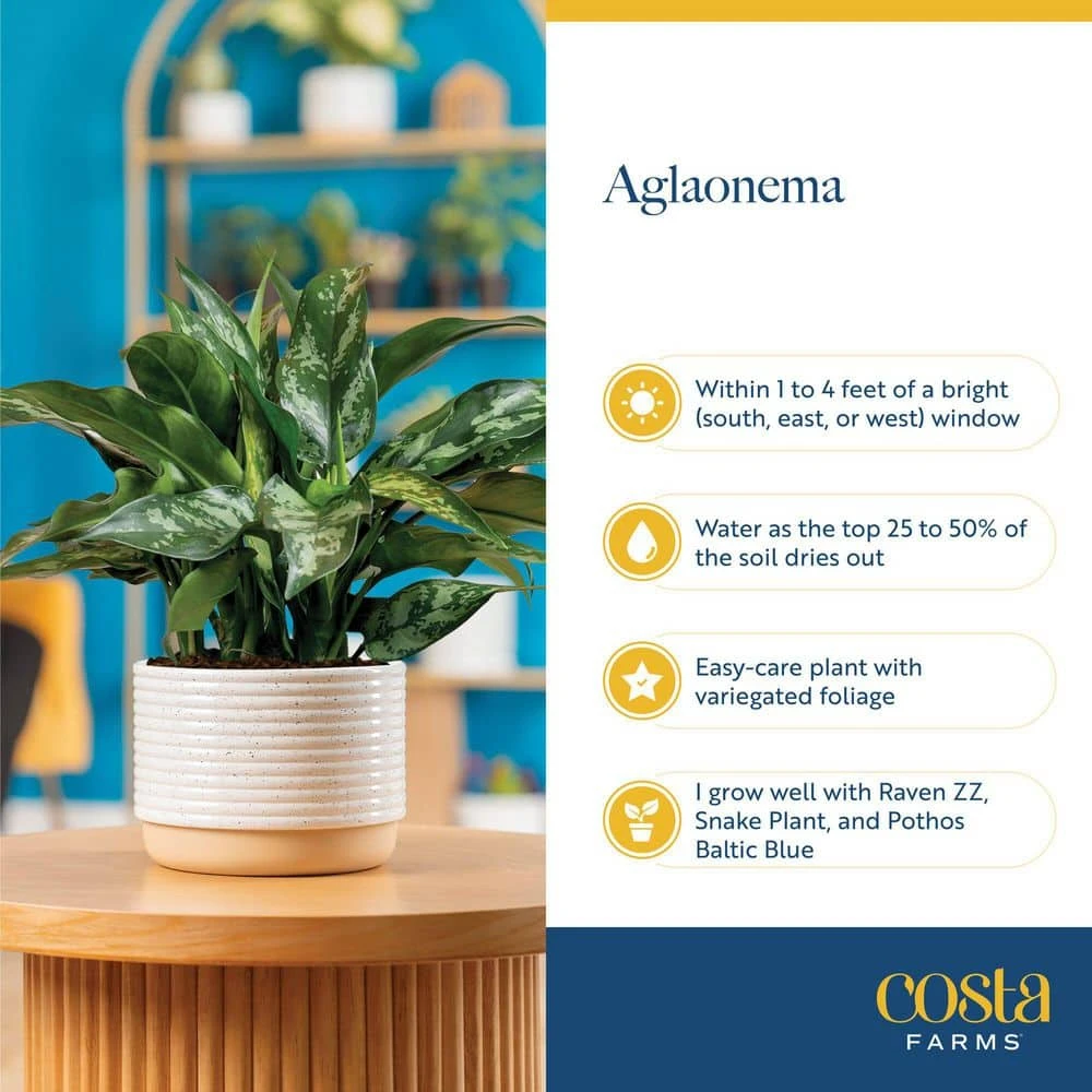 Aglaonema Creta Indoor Plant In 6 In. Grower Pot, Avg. Shipping Height 1-2 Ft. Tall 8 Aglaonema Creta Indoor Plant In 6 In. Grower Pot, Avg. Shipping Height 1-2 Ft. Tall - Image 6