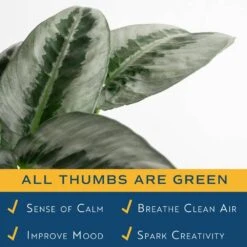 Trending Tropical Silver Indukan Plant In 6 In. Self-Watering Planter, Average Shipping Height 1-2 Ft. Tall -Home plant costa farms house plants m sch p wht 01 31 1000