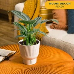 Trending Tropical Silver Indukan Plant In 6 In. Self-Watering Planter, Average Shipping Height 1-2 Ft. Tall -Home plant costa farms house plants m sch p wht 01 4f 1000