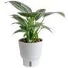 Trending Tropical Silver Indukan Plant In 6 In. Self-Watering Planter, Average Shipping Height 1-2 Ft. Tall 1 Trending Tropical Silver Indukan Plant In 6 In. Self-Watering Planter, Average Shipping Height 1-2 Ft. Tall -Home plant costa farms house plants m sch p wht 01 64 1000