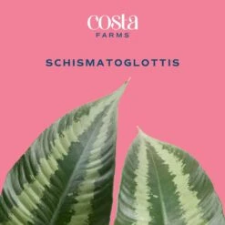 Front Page -Home plant costa farms house plants m sch p wht 01 c3 1000