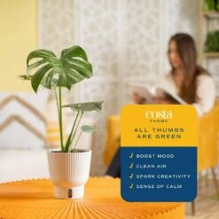 Trending Tropical Thai Constellation Indoor Plant In 6 In. Self-Watering Planter, Average Shipping Height 1-2 Ft. Tall 15 Trending Tropical Thai Constellation Indoor Plant In 6 In. Self-Watering Planter, Average Shipping Height 1-2 Ft. Tall -Home plant costa farms house plants m tcm s mwg 01 1f 1000