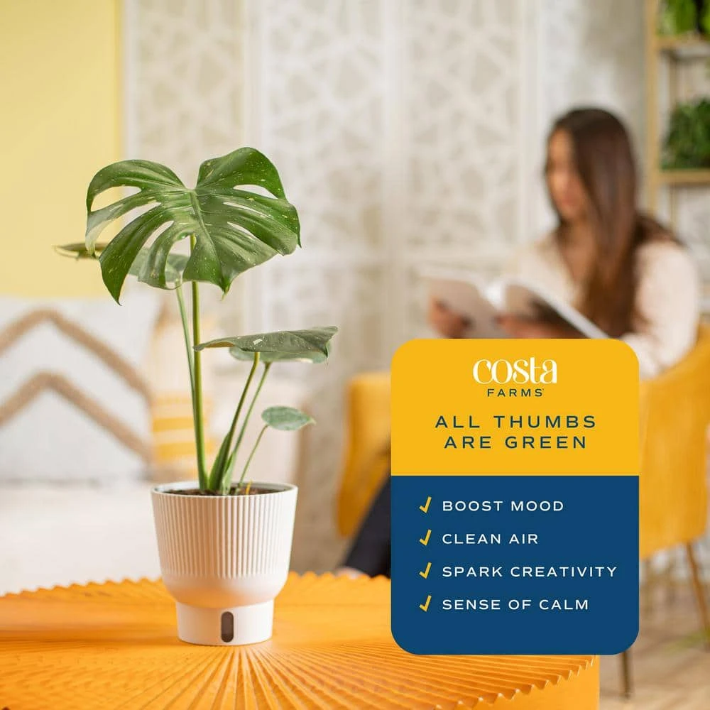 Trending Tropical Thai Constellation Indoor Plant In 6 In. Self-Watering Planter, Average Shipping Height 1-2 Ft. Tall 7 Trending Tropical Thai Constellation Indoor Plant In 6 In. Self-Watering Planter, Average Shipping Height 1-2 Ft. Tall - Image 5