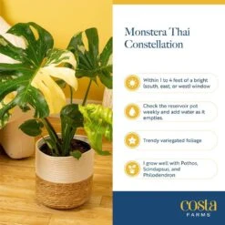 Trending Tropical Thai Constellation Indoor Plant In 6 In. Self-Watering Planter, Average Shipping Height 1-2 Ft. Tall 16 Trending Tropical Thai Constellation Indoor Plant In 6 In. Self-Watering Planter, Average Shipping Height 1-2 Ft. Tall -Home plant costa farms house plants m tcm s mwg 01 44 1000
