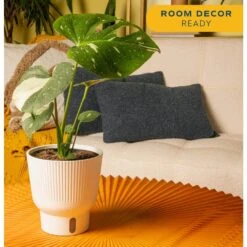 Trending Tropical Thai Constellation Indoor Plant In 6 In. Self-Watering Planter, Average Shipping Height 1-2 Ft. Tall 14 Trending Tropical Thai Constellation Indoor Plant In 6 In. Self-Watering Planter, Average Shipping Height 1-2 Ft. Tall -Home plant costa farms house plants m tcm s mwg 01 4f 1000