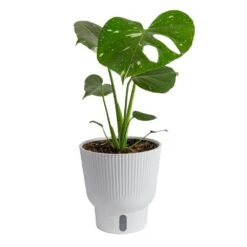 Trending Tropical Thai Constellation Indoor Plant In 6 In. Self-Watering Planter, Average Shipping Height 1-2 Ft. Tall