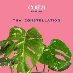 Trending Tropical Thai Constellation Indoor Plant In 6 In. Self-Watering Planter, Average Shipping Height 1-2 Ft. Tall 13 Trending Tropical Thai Constellation Indoor Plant In 6 In. Self-Watering Planter, Average Shipping Height 1-2 Ft. Tall -Home plant costa farms house plants m tcm s mwg 01 c3 1000