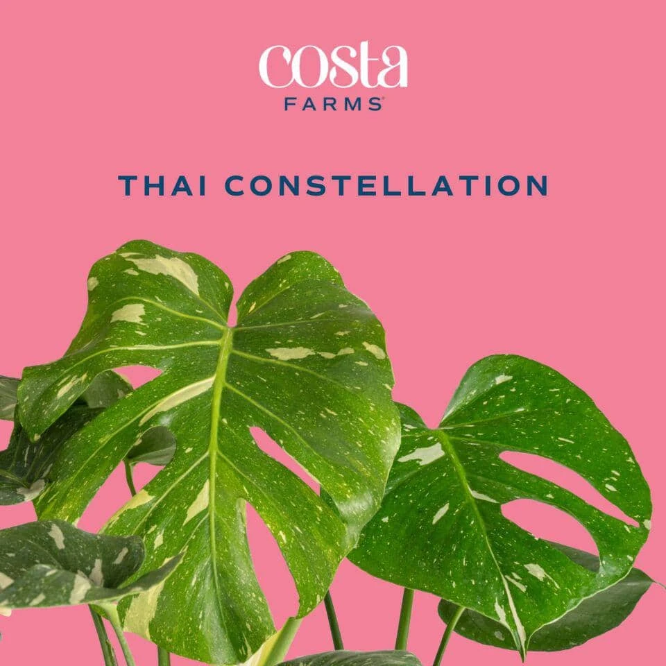 Trending Tropical Thai Constellation Indoor Plant In 6 In. Self-Watering Planter, Average Shipping Height 1-2 Ft. Tall 5 Trending Tropical Thai Constellation Indoor Plant In 6 In. Self-Watering Planter, Average Shipping Height 1-2 Ft. Tall - Image 3