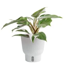 White Knight Philodendron Indoor Plant In 6 In. Self-Watering Planter, Average Shipping Height 1-2 Ft. Tall