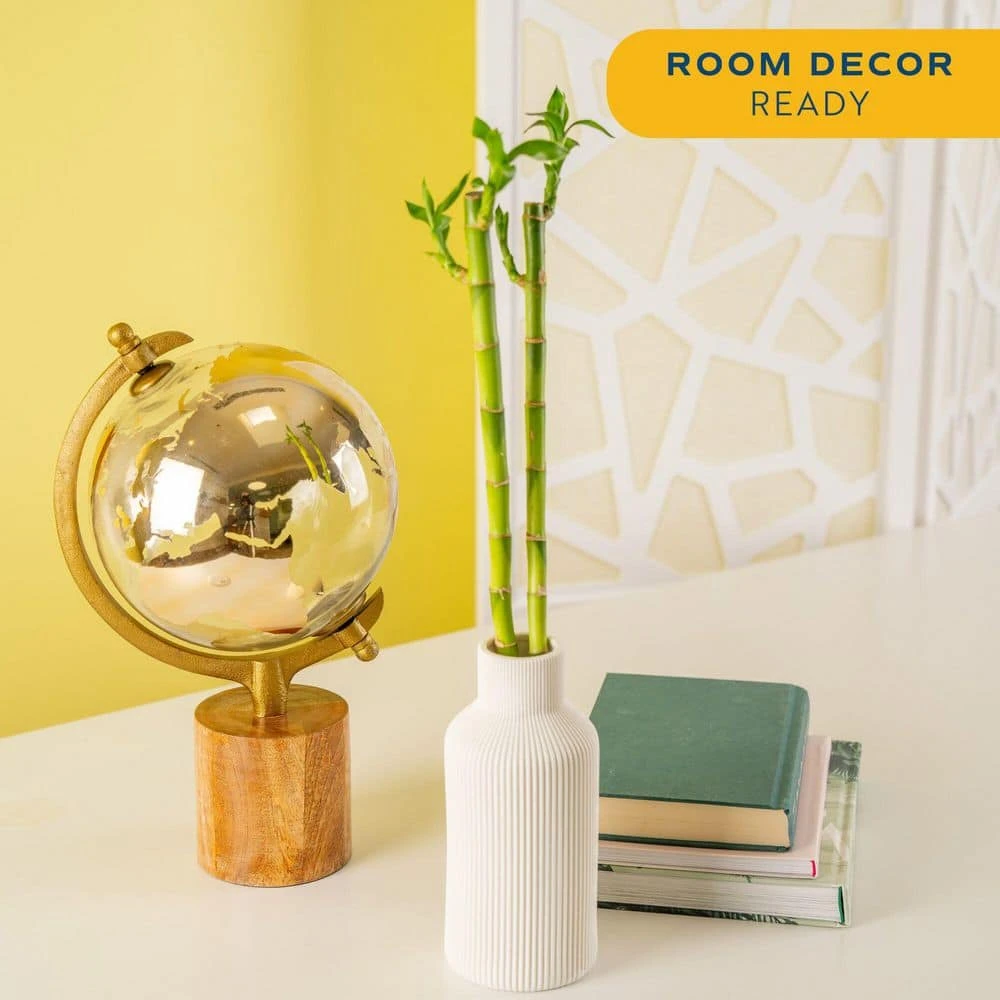 Lucky Bamboo Stalks Indoor Plant, Avg. Shipping Height 10 In. Tall, 10-Pk 8 Lucky Bamboo Stalks Indoor Plant, Avg. Shipping Height 10 In. Tall, 10-Pk - Image 6