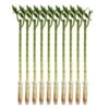 Lucky Bamboo Stalks Indoor Plant, Avg. Shipping Height 10 In. Tall, 10-Pk 2 Lucky Bamboo Stalks Indoor Plant, Avg. Shipping Height 10 In. Tall, 10-Pk -Home plant costa farms house plants s lbs 0 10 64 1000