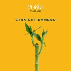 Lucky Bamboo Stalks Indoor Plant, Avg. Shipping Height 10 In. Tall, 10-Pk 10 Lucky Bamboo Stalks Indoor Plant, Avg. Shipping Height 10 In. Tall, 10-Pk -Home plant costa farms house plants s lbs 0 10 c3 1000