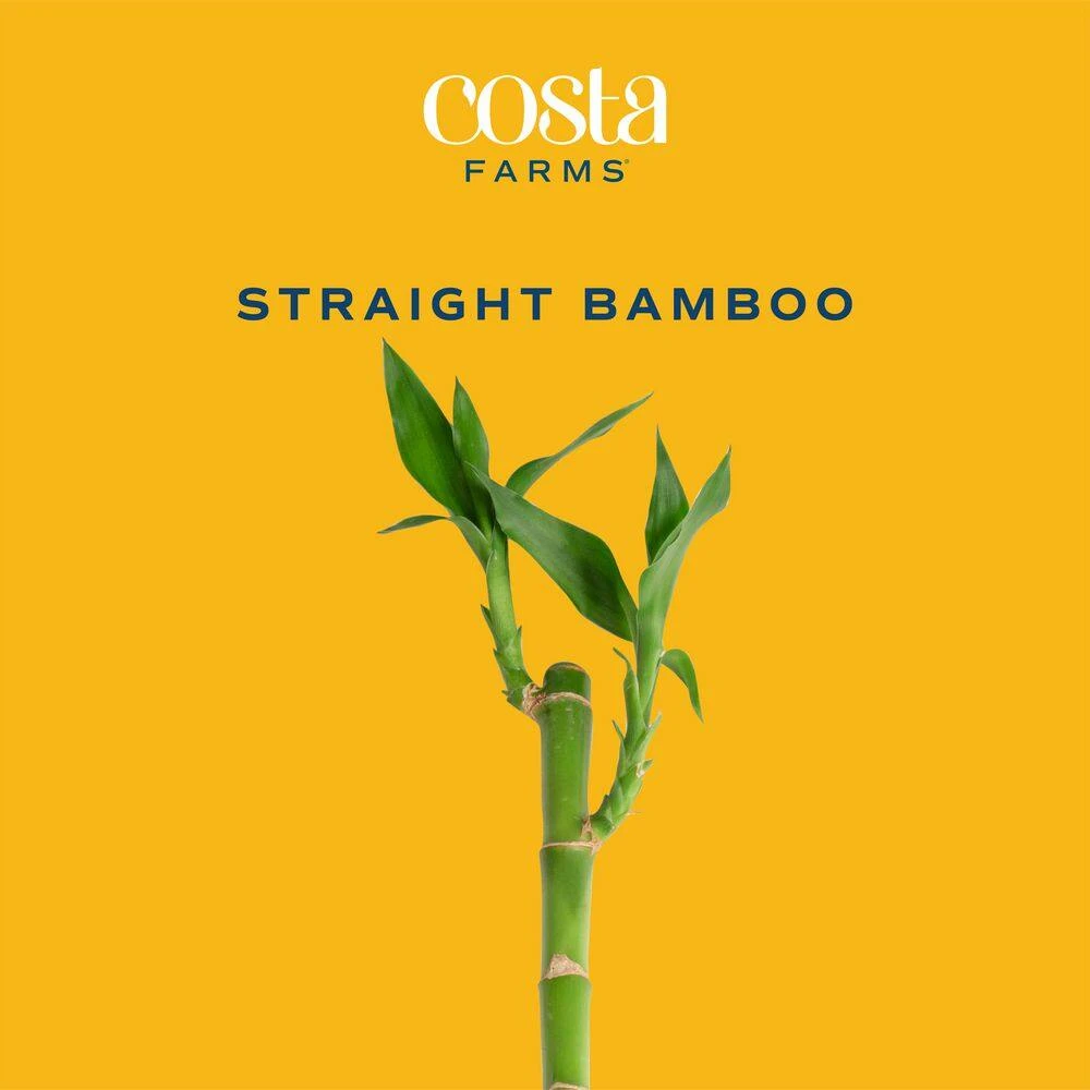 Lucky Bamboo Stalks Indoor Plant, Avg. Shipping Height 10 In. Tall, 10-Pk 5 Lucky Bamboo Stalks Indoor Plant, Avg. Shipping Height 10 In. Tall, 10-Pk - Image 3