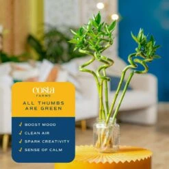 Lucky Bamboo Spiral Stalks Indoor Plant, Avg. Shipping Height 10 In. Tall, 10-Pk -Home plant costa farms house plants s lsl 0 10 31 1000