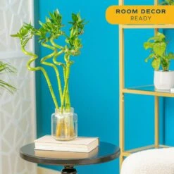 Lucky Bamboo Spiral Stalks Indoor Plant, Avg. Shipping Height 10 In. Tall, 10-Pk -Home plant costa farms house plants s lsl 0 10 4f 1000