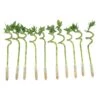 Lucky Bamboo Spiral Stalks Indoor Plant, Avg. Shipping Height 10 In. Tall, 10-Pk 2 Lucky Bamboo Spiral Stalks Indoor Plant, Avg. Shipping Height 10 In. Tall, 10-Pk -Home plant costa farms house plants s lsl 0 10 64 1000