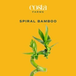 Lucky Bamboo Spiral Stalks Indoor Plant, Avg. Shipping Height 10 In. Tall, 10-Pk -Home plant costa farms house plants s lsl 0 10 c3 1000