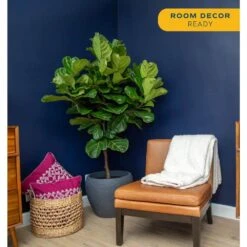 Ficus Lyrata Fiddle Leaf Fig Standard Indoor Plant In 14 In. Grower's Pot, Average Shipping Height 5-6 Ft. Tall -Home plant costa farms house plants xl 6fl g pot 01 1f 1000