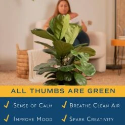 Ficus Lyrata Fiddle Leaf Fig Standard Indoor Plant In 14 In. Grower's Pot, Average Shipping Height 5-6 Ft. Tall -Home plant costa farms house plants xl 6fl g pot 01 4f 1000