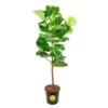 Ficus Lyrata Fiddle Leaf Fig Standard Indoor Plant In 14 In. Grower's Pot, Average Shipping Height 5-6 Ft. Tall 1 Ficus Lyrata Fiddle Leaf Fig Standard Indoor Plant In 14 In. Grower's Pot, Average Shipping Height 5-6 Ft. Tall -Home plant costa farms house plants xl 6fl g pot 01 64 1000
