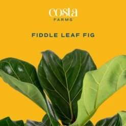 Ficus Lyrata Fiddle Leaf Fig Standard Indoor Plant In 14 In. Grower's Pot, Average Shipping Height 5-6 Ft. Tall -Home plant costa farms house plants xl 6fl g pot 01 c3 1000
