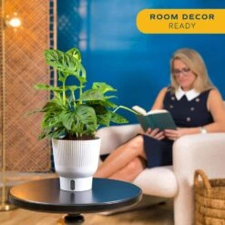 Trending Tropical Little Swiss Cheese Monstera Indoor Plant In 6 In. Self-Watering Planter 13 Trending Tropical Little Swiss Cheese Monstera Indoor Plant In 6 In. Self-Watering Planter -Home plant costa farms monstera plants co 1 41mon 3 tr 4f 1000