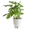 Trending Tropical Little Swiss Cheese Monstera Indoor Plant In 6 In. Self-Watering Planter 1 Trending Tropical Little Swiss Cheese Monstera Indoor Plant In 6 In. Self-Watering Planter -Home plant costa farms monstera plants co 1 41mon 3 tr 64 1000