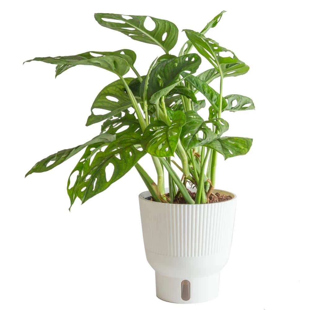 Trending Tropical Little Swiss Cheese Monstera Indoor Plant In 6 In. Self-Watering Planter 3 Trending Tropical Little Swiss Cheese Monstera Indoor Plant In 6 In. Self-Watering Planter