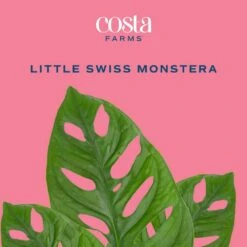 Trending Tropical Little Swiss Cheese Monstera Indoor Plant In 6 In. Self-Watering Planter 12 Trending Tropical Little Swiss Cheese Monstera Indoor Plant In 6 In. Self-Watering Planter -Home plant costa farms monstera plants co 1 41mon 3 tr c3 1000