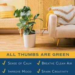 Monstera Deliciosa Swiss Cheese Indoor Plant, In 10 In. Decor Pot Avg. Shipping Height 2-3 Ft. Tall -Home plant costa farms monstera plants co 3 pm10 parwht 31 1000