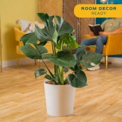 Monstera Deliciosa Swiss Cheese Indoor Plant, In 10 In. Decor Pot Avg. Shipping Height 2-3 Ft. Tall -Home plant costa farms monstera plants co 3 pm10 parwht 4f 1000
