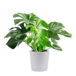 Monstera Deliciosa Swiss Cheese Indoor Plant, In 10 In. Decor Pot Avg. Shipping Height 2-3 Ft. Tall