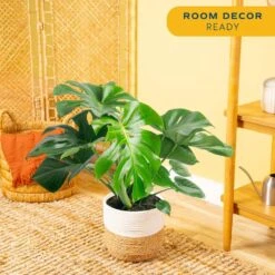 Philodendron Monstera Swiss Cheese Indoor Plant In 10 In. Decor Weave Planter, Avg. Shipping Height 2-3 Ft. Tall 14 Philodendron Monstera Swiss Cheese Indoor Plant In 10 In. Decor Weave Planter, Avg. Shipping Height 2-3 Ft. Tall -Home plant costa farms monstera plants co pm10 3 cyl 4f 1000