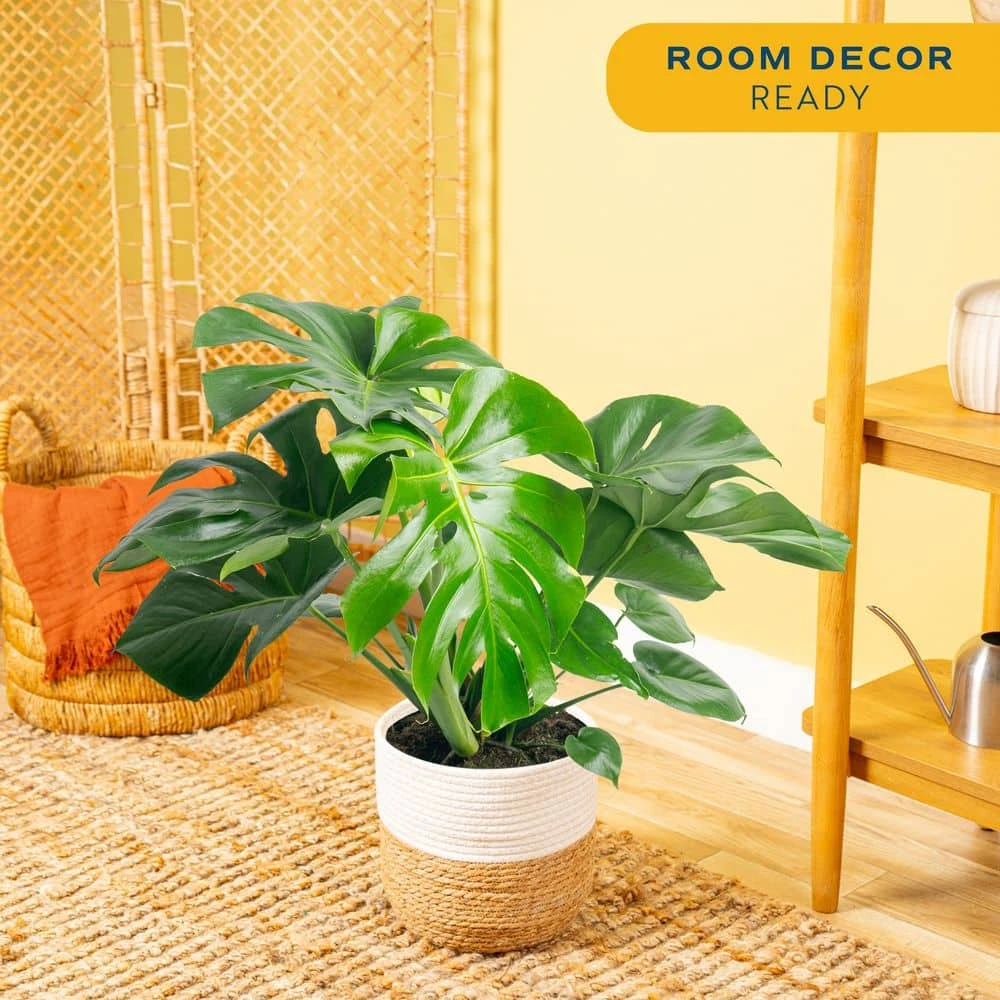 Philodendron Monstera Swiss Cheese Indoor Plant In 10 In. Decor Weave Planter, Avg. Shipping Height 2-3 Ft. Tall 7 Philodendron Monstera Swiss Cheese Indoor Plant In 10 In. Decor Weave Planter, Avg. Shipping Height 2-3 Ft. Tall - Image 5