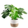 Philodendron Monstera Swiss Cheese Indoor Plant In 10 In. Decor Weave Planter, Avg. Shipping Height 2-3 Ft. Tall 1 Philodendron Monstera Swiss Cheese Indoor Plant In 10 In. Decor Weave Planter, Avg. Shipping Height 2-3 Ft. Tall -Home plant costa farms monstera plants co pm10 3 cyl 64 1000