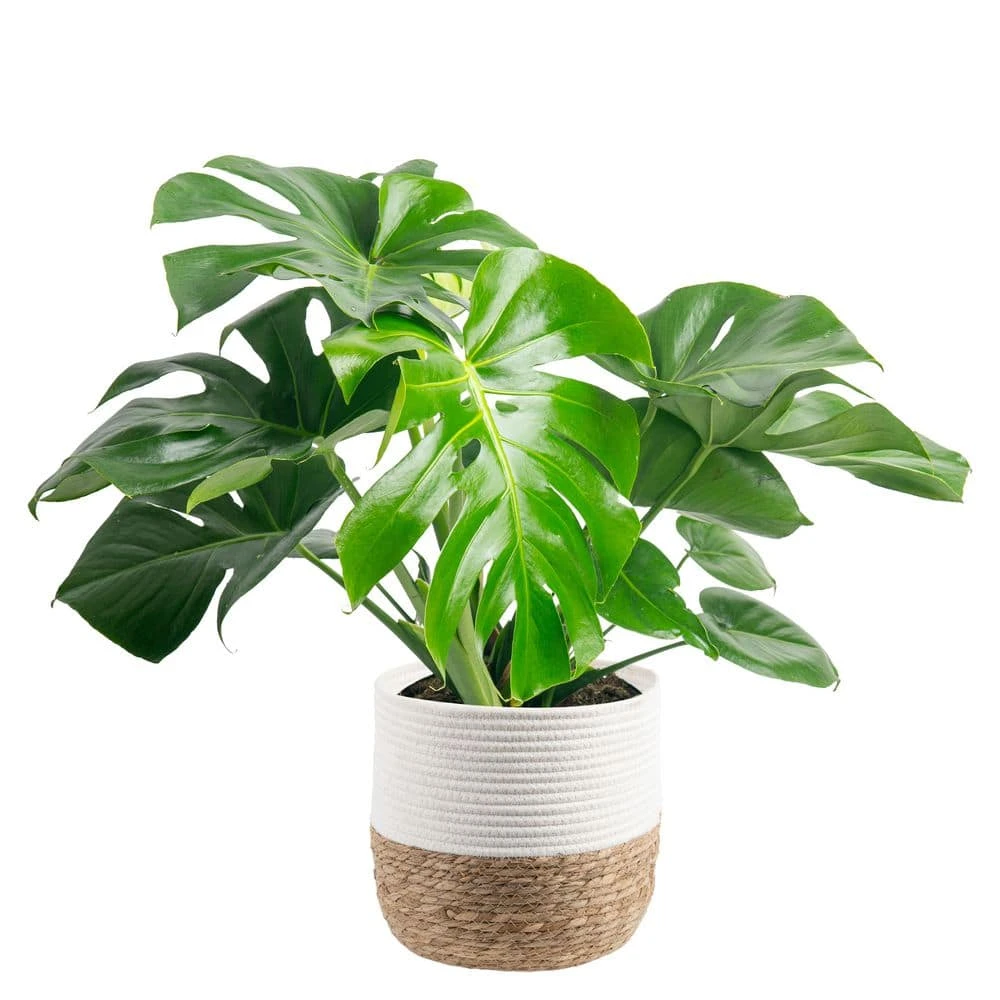 Philodendron Monstera Swiss Cheese Indoor Plant In 10 In. Decor Weave Planter, Avg. Shipping Height 2-3 Ft. Tall 3 Philodendron Monstera Swiss Cheese Indoor Plant In 10 In. Decor Weave Planter, Avg. Shipping Height 2-3 Ft. Tall