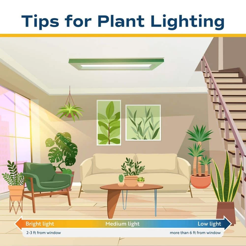 Monstera Deliciosa Indoor Plant In 10 In. Grower Planter, Avg. Shipping Height 2-3 Ft. Tall 4 Monstera Deliciosa Indoor Plant In 10 In. Grower Planter, Avg. Shipping Height 2-3 Ft. Tall - Image 2