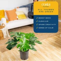 Monstera Deliciosa Indoor Plant In 10 In. Grower Planter, Avg. Shipping Height 2-3 Ft. Tall 17 Monstera Deliciosa Indoor Plant In 10 In. Grower Planter, Avg. Shipping Height 2-3 Ft. Tall -Home plant costa farms monstera plants co pm10 3 gp 31 1000