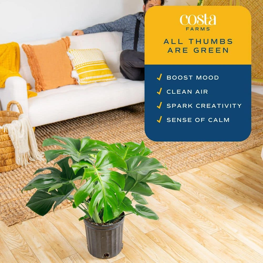 Monstera Deliciosa Indoor Plant In 10 In. Grower Planter, Avg. Shipping Height 2-3 Ft. Tall 10 Monstera Deliciosa Indoor Plant In 10 In. Grower Planter, Avg. Shipping Height 2-3 Ft. Tall - Image 8