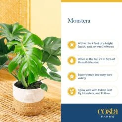 Monstera Deliciosa Indoor Plant In 10 In. Grower Planter, Avg. Shipping Height 2-3 Ft. Tall 15 Monstera Deliciosa Indoor Plant In 10 In. Grower Planter, Avg. Shipping Height 2-3 Ft. Tall -Home plant costa farms monstera plants co pm10 3 gp 44 1000