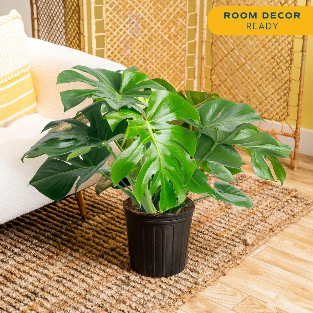 Monstera Deliciosa Indoor Plant In 10 In. Grower Planter, Avg. Shipping Height 2-3 Ft. Tall 7 Monstera Deliciosa Indoor Plant In 10 In. Grower Planter, Avg. Shipping Height 2-3 Ft. Tall - Image 5