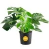 Monstera Deliciosa Indoor Plant In 10 In. Grower Planter, Avg. Shipping Height 2-3 Ft. Tall 2 Monstera Deliciosa Indoor Plant In 10 In. Grower Planter, Avg. Shipping Height 2-3 Ft. Tall -Home plant costa farms monstera plants co pm10 3 gp 64 1000