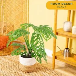 Trending Tropical Monstera Esqueleto Indoor Plant In 10 In. Decor Weave Planter, Avg. Shipping Height 2-3 Ft. Tall 14 Trending Tropical Monstera Esqueleto Indoor Plant In 10 In. Decor Weave Planter, Avg. Shipping Height 2-3 Ft. Tall -Home plant costa farms monstera plants l meo p wbt 01 1f 1000