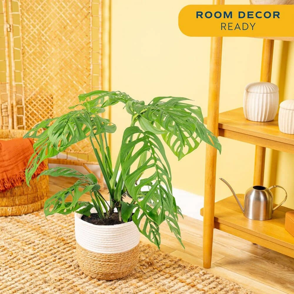 Trending Tropical Monstera Esqueleto Indoor Plant In 10 In. Decor Weave Planter, Avg. Shipping Height 2-3 Ft. Tall 7 Trending Tropical Monstera Esqueleto Indoor Plant In 10 In. Decor Weave Planter, Avg. Shipping Height 2-3 Ft. Tall - Image 5