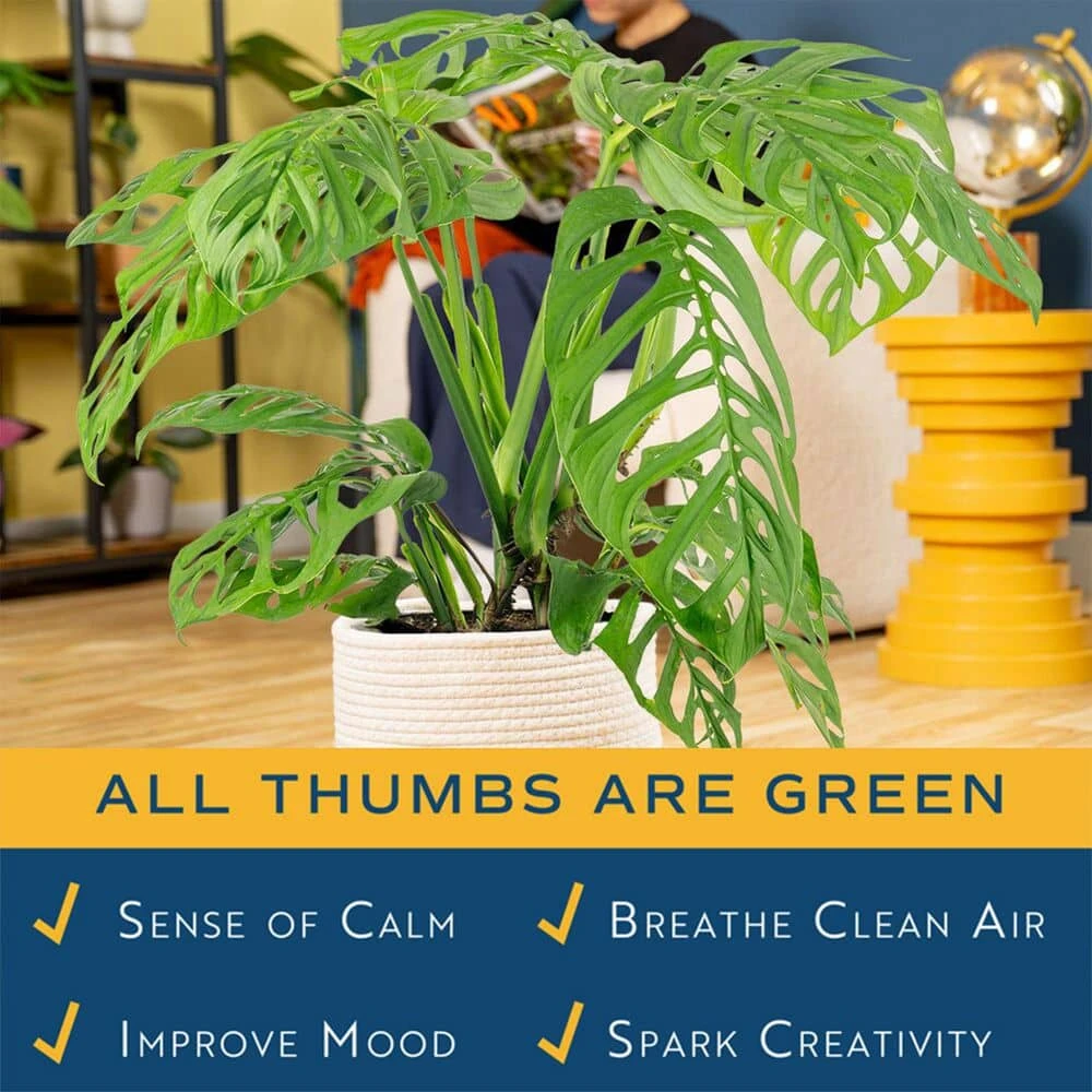 Trending Tropical Monstera Esqueleto Indoor Plant In 10 In. Decor Weave Planter, Avg. Shipping Height 2-3 Ft. Tall 10 Trending Tropical Monstera Esqueleto Indoor Plant In 10 In. Decor Weave Planter, Avg. Shipping Height 2-3 Ft. Tall - Image 8