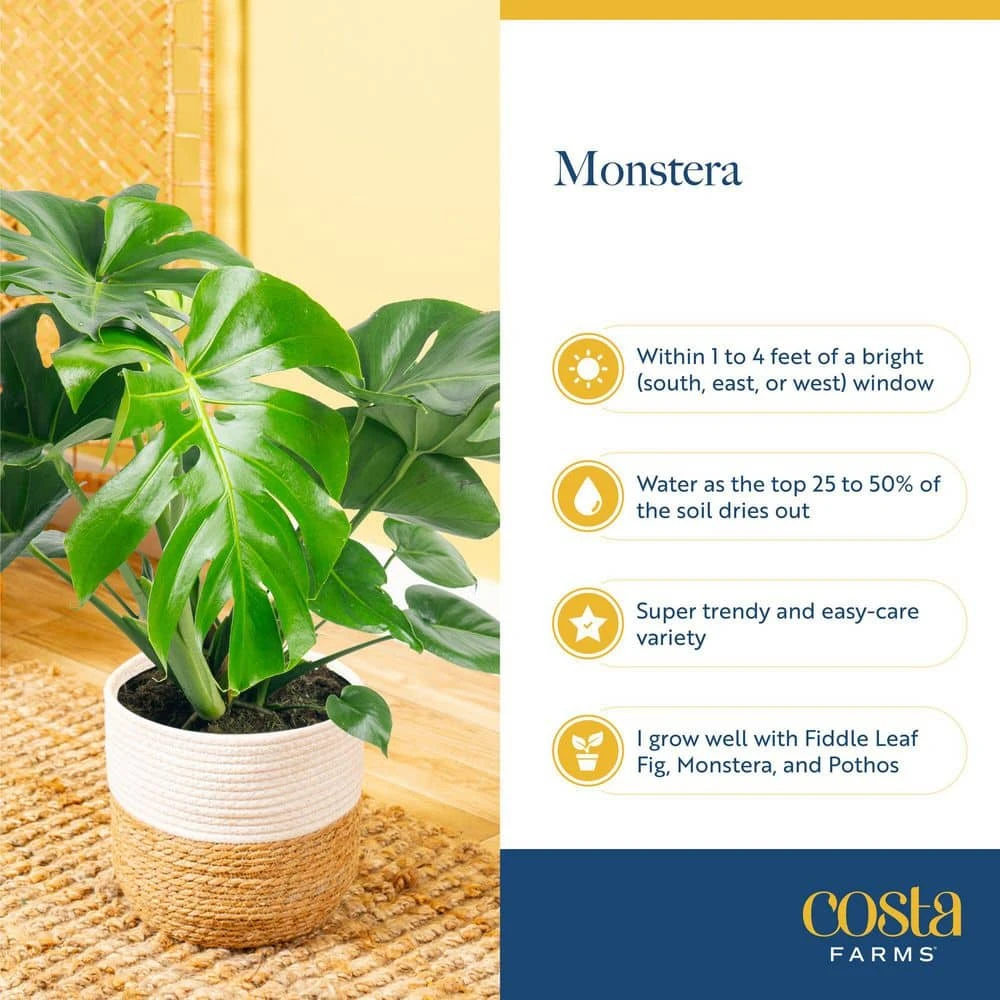 Trending Tropical Monstera Esqueleto Indoor Plant In 10 In. Decor Weave Planter, Avg. Shipping Height 2-3 Ft. Tall 8 Trending Tropical Monstera Esqueleto Indoor Plant In 10 In. Decor Weave Planter, Avg. Shipping Height 2-3 Ft. Tall - Image 6
