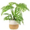 Trending Tropical Monstera Esqueleto Indoor Plant In 10 In. Decor Weave Planter, Avg. Shipping Height 2-3 Ft. Tall 1 Trending Tropical Monstera Esqueleto Indoor Plant In 10 In. Decor Weave Planter, Avg. Shipping Height 2-3 Ft. Tall -Home plant costa farms monstera plants l meo p wbt 01 64 1000