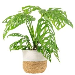Trending Tropical Monstera Esqueleto Indoor Plant In 10 In. Decor Weave Planter, Avg. Shipping Height 2-3 Ft. Tall