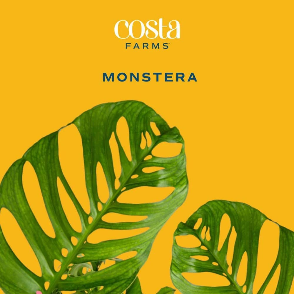 Trending Tropical Monstera Esqueleto Indoor Plant In 10 In. Decor Weave Planter, Avg. Shipping Height 2-3 Ft. Tall 6 Trending Tropical Monstera Esqueleto Indoor Plant In 10 In. Decor Weave Planter, Avg. Shipping Height 2-3 Ft. Tall - Image 4